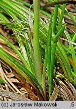 Carex humilis (turzyca niska)