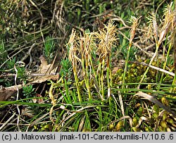 Carex humilis (turzyca niska)