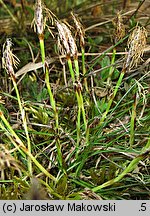 Carex humilis (turzyca niska)