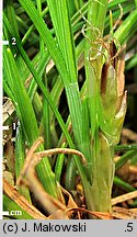 Carex humilis (turzyca niska)