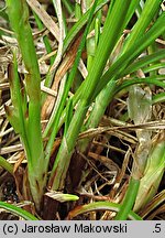 Carex humilis (turzyca niska)