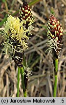 Carex montana (turzyca pagórkowa)