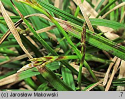 Carex ornithopoda (turzyca ptasie łapki)