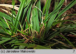 Carex ornithopoda (turzyca ptasie łapki)