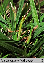 Carex ornithopoda (turzyca ptasie łapki)