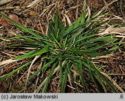 Carex ornithopoda (turzyca ptasie łapki)