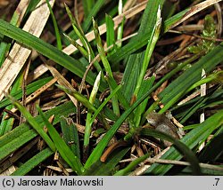 Carex ornithopoda (turzyca ptasie łapki)