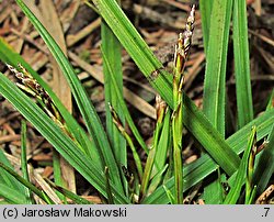 Carex ornithopoda (turzyca ptasie łapki)