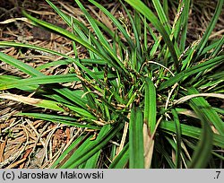 Carex ornithopoda (turzyca ptasie łapki)