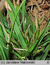 Carex ornithopoda (turzyca ptasie łapki)