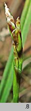 Carex ornithopoda (turzyca ptasie łapki)