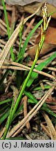 Carex ornithopoda (turzyca ptasie łapki)