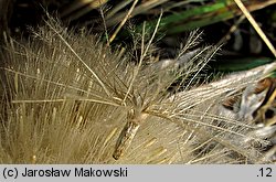 Carlina acaulis (dziewięćsił bezłodygowy)