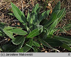 Centaurea montana (chaber górski)