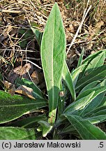 Centaurea montana (chaber górski)