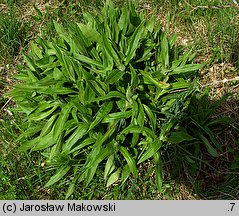 Centaurea montana (chaber górski)