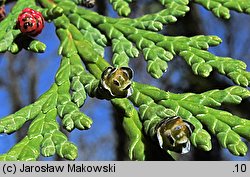 Chamaecyparis lawsoniana (cyprysik Lawsona)