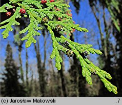 Chamaecyparis lawsoniana (cyprysik Lawsona)