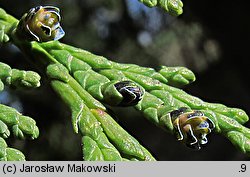 Chamaecyparis lawsoniana (cyprysik Lawsona)