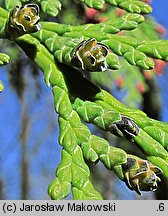 Chamaecyparis lawsoniana (cyprysik Lawsona)