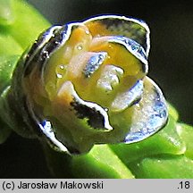 Chamaecyparis lawsoniana (cyprysik Lawsona)