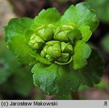 Chrysosplenium alternifolium (śledziennica skrętolistna)