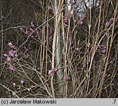 Daphne mezereum (wawrzynek wilczełyko)