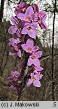 Daphne mezereum (wawrzynek wilczełyko)