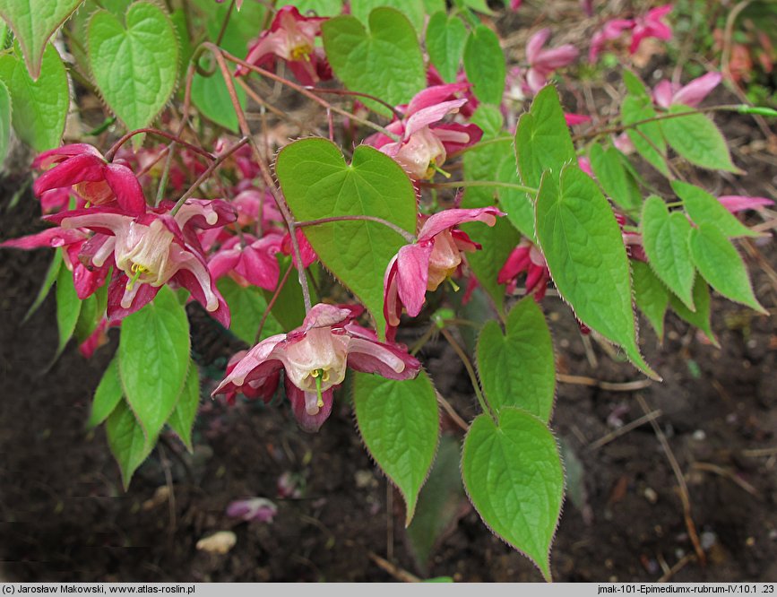 Epimedium ×rubrum (epimedium czerwone)