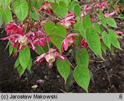 Epimedium ×rubrum (epimedium czerwone)