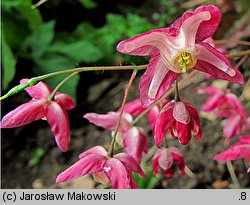 Epimedium ×rubrum (epimedium czerwone)