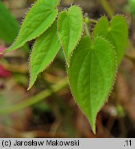 Epimedium ×rubrum (epimedium czerwone)