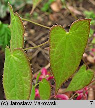 Epimedium ×rubrum (epimedium czerwone)