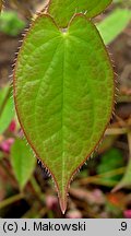 Epimedium ×rubrum (epimedium czerwone)