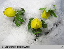 Eranthis hyemalis (rannik zimowy)