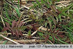 Filipendula ulmaria (wiązówka błotna)