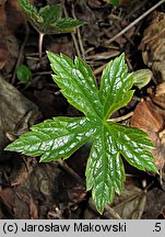 Geranium nodosum (bodziszek kolankowaty)