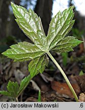 Geranium nodosum (bodziszek kolankowaty)