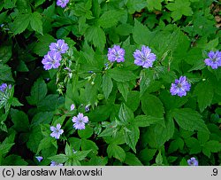 Geranium nodosum (bodziszek kolankowaty)