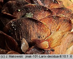 Larix decidua (modrzew europejski)