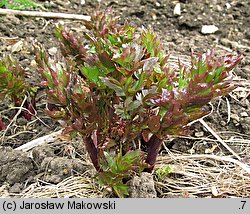 Levisticum officinale (lubczyk ogrodowy)