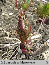 Levisticum officinale (lubczyk ogrodowy)