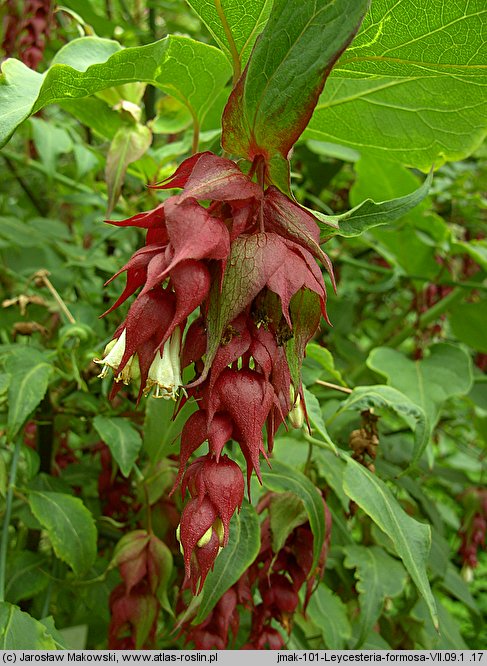 Leycesteria formosa (lejcesteria piękna)