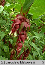 Leycesteria formosa (lejcesteria piękna)