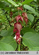 Leycesteria formosa (lejcesteria piękna)