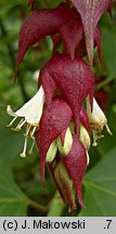 Leycesteria formosa (lejcesteria piękna)