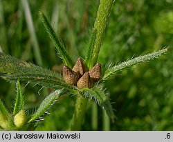 Lithospermum arvense (nawrot polny)