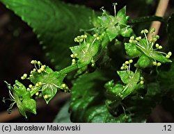 Mercurialis perennis (szczyr trwały)