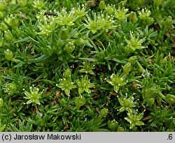 Minuartia sedoides (mokrzyca rozchodnikowata)