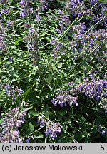 Nepeta ×faassenii (kocimiętka Faassena)